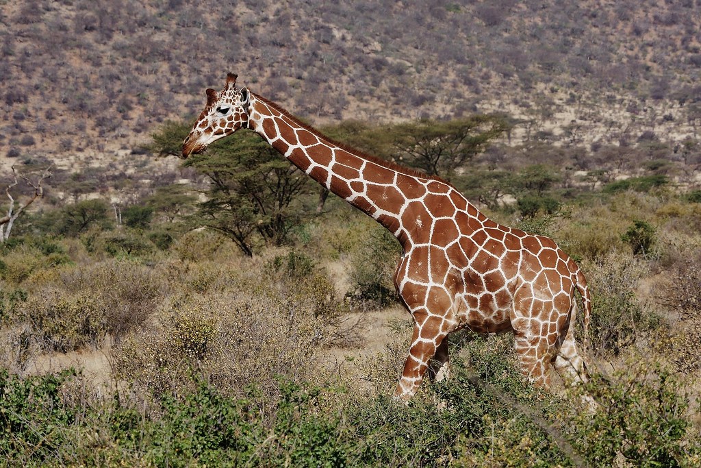 Northern Kenya Tourism Circuit: Why Northern Kenya is Tourism’s Hidden Gem